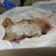 baby Killed By Hamas Islamic Terrorists