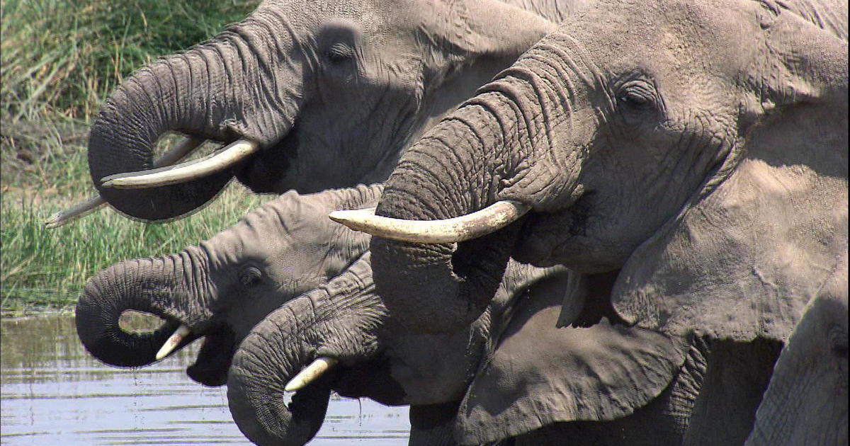 Secrets of the elephant - CBS News