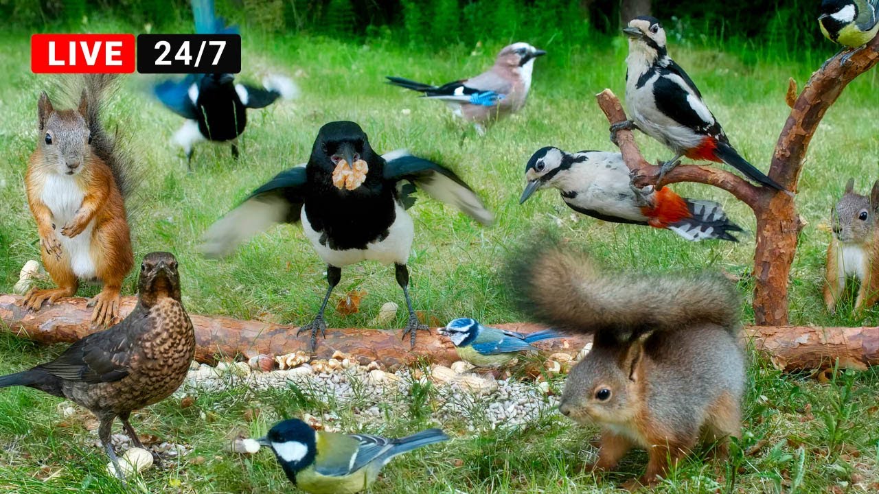 🔴24/7 LIVE Cat TV: Birds and Squirrels for Cats to Watch😺 Forest Clowns on the Ground