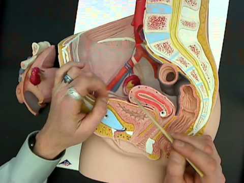 female reproductive anatomy model 01.wmv