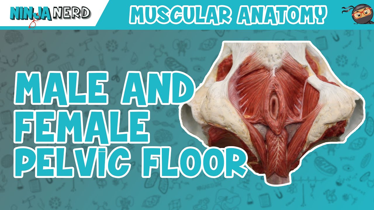 Muscles of the Male & Female Pelvic Floor | Anatomy Model