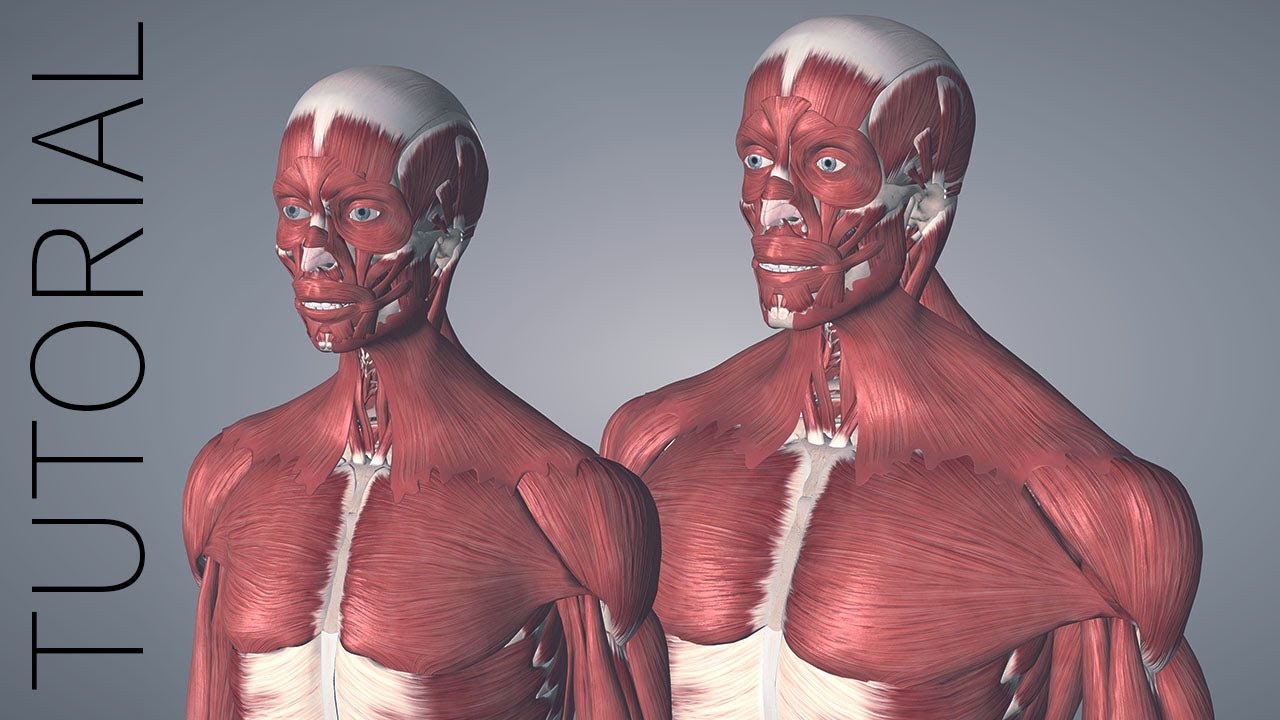 Male and Female Model - Essential Anatomy 5 Tutorial