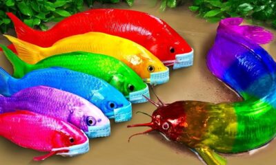 Stop Motion Amazing Daily Fishing Mud - Colorful Koi Fish Trap Hunting Eel Underground Experiment