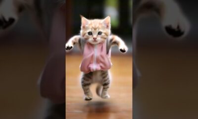 so funny cat videos 🤣📷 #cat #catlover #funnycat #shortvideo #shortsfeed #shorts #shortsvideo