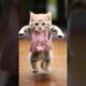 so funny cat videos 🤣📷 #cat #catlover #funnycat #shortvideo #shortsfeed #shorts #shortsvideo