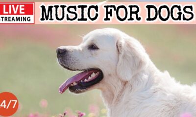 🔴[LIVE] Dog Music🎵 Dog Calming Music🐶Anti Separation anxiety Relief💖Soothing Sleep Music for Dogs🔴３