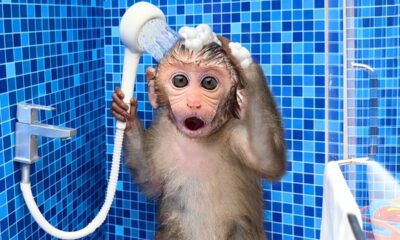 Monkey Baby Bon Bon oes to the toilet and plays with Ducklings in the swimming pool