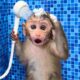 Monkey Baby Bon Bon oes to the toilet and plays with Ducklings in the swimming pool