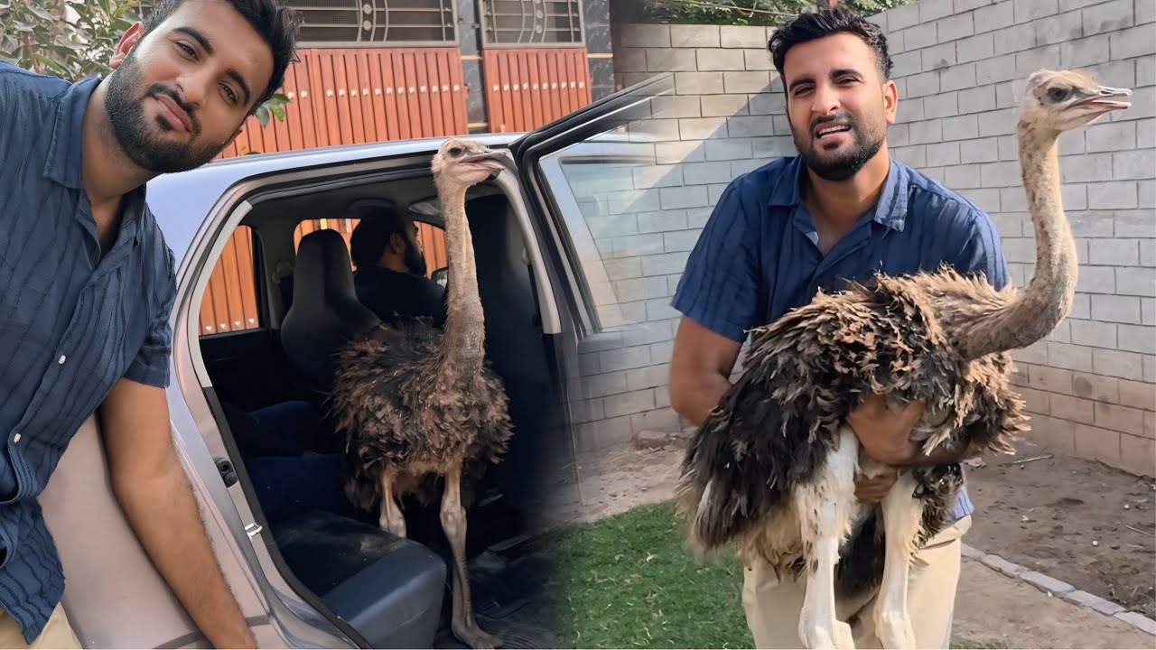 Es Ki Jga Kon Sa Animal Ara Hai?? Bye Bye Ostrich 😍