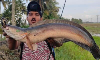 മത്തങ്ങായിൽ കിട്ടിയ മീനിനെ കണ്ടോ.. 😱 | Snakehead fishing Videos | Village fishing Videos | Fishing |