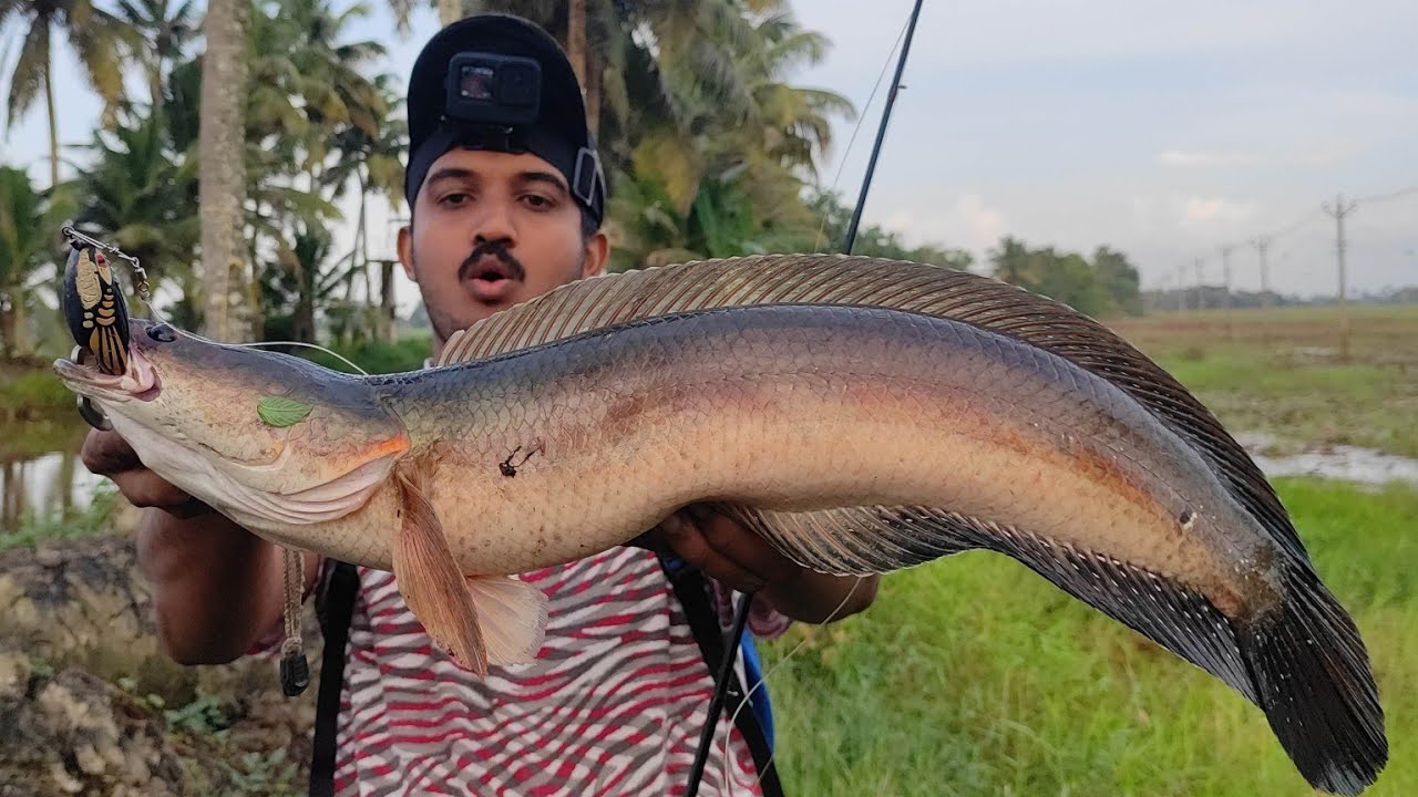 മത്തങ്ങായിൽ കിട്ടിയ മീനിനെ കണ്ടോ.. 😱 | Snakehead fishing Videos | Village fishing Videos | Fishing |