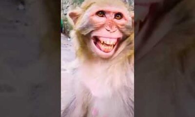 Laughing monkey🙈🙈🙈