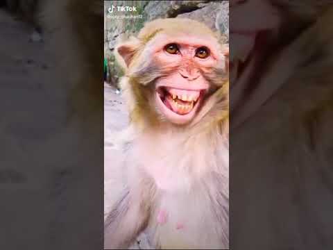 Laughing monkey🙈🙈🙈