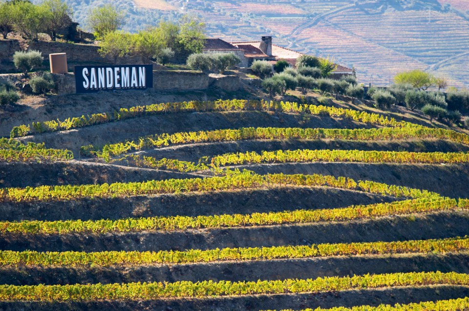 Experience wine tasting at Sandeman’s Quinta do Seixo winery