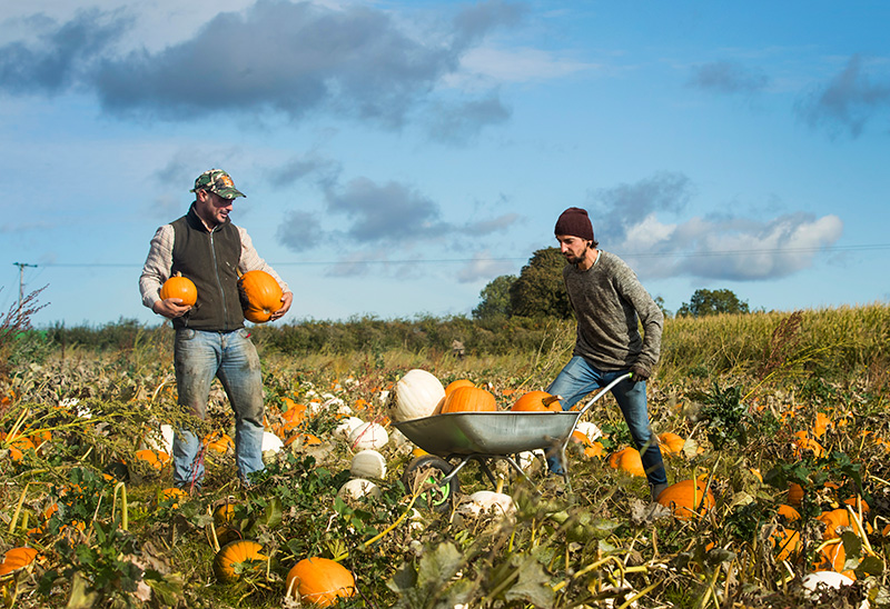 Spilman’s Farm has more than 125,000 pumpkins to choose from