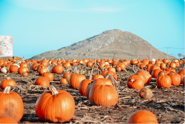 Balgone Barns is the largest pumpkin patch in Scotland