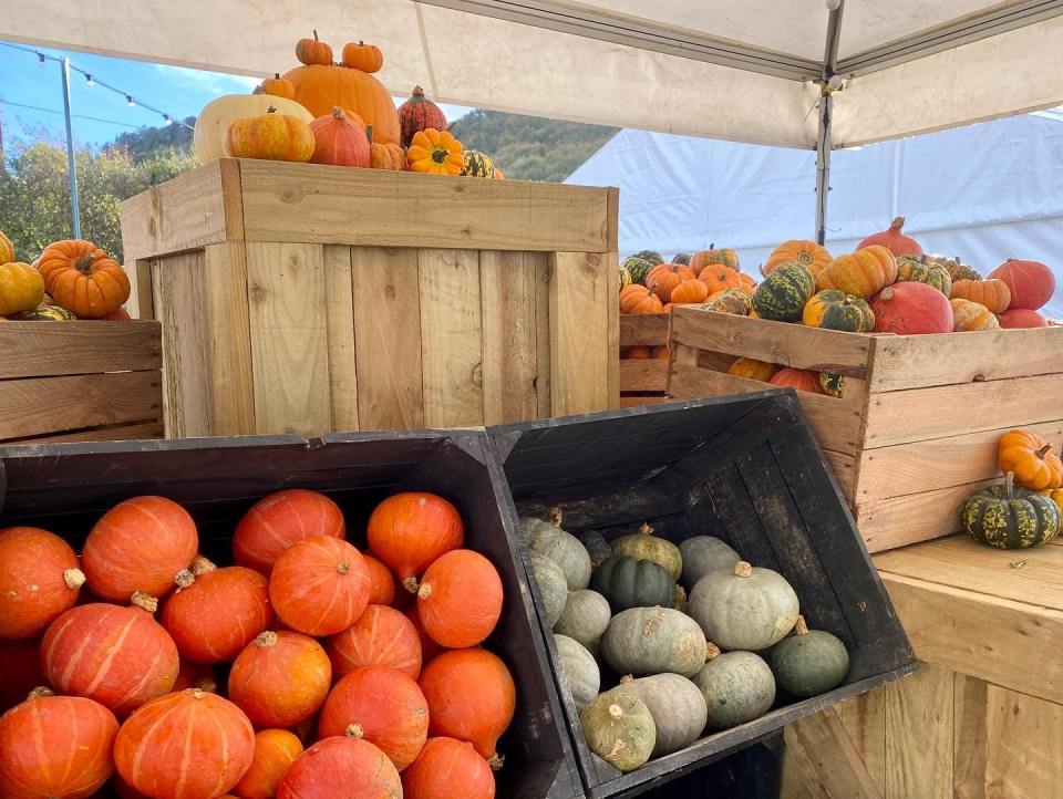 Manorafon Farm Park even has pumpkin festival nights