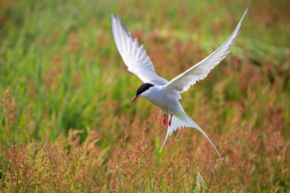 Today, the island is used for grazing sheep and is an important sanctuary for nesting birds, such as Arctic terns