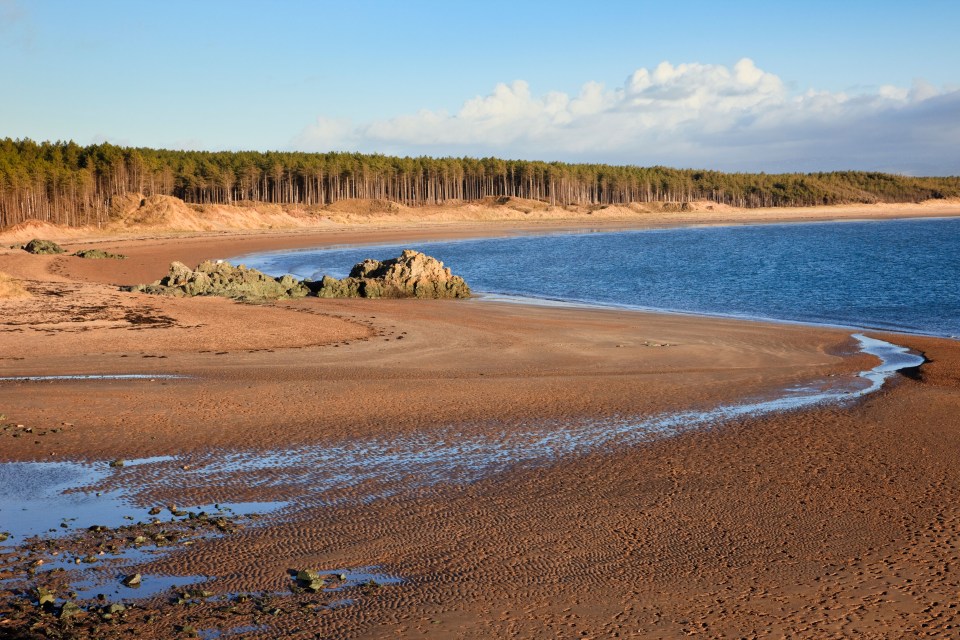 The trees were planted in the 1940s to help the shifting sand dunes