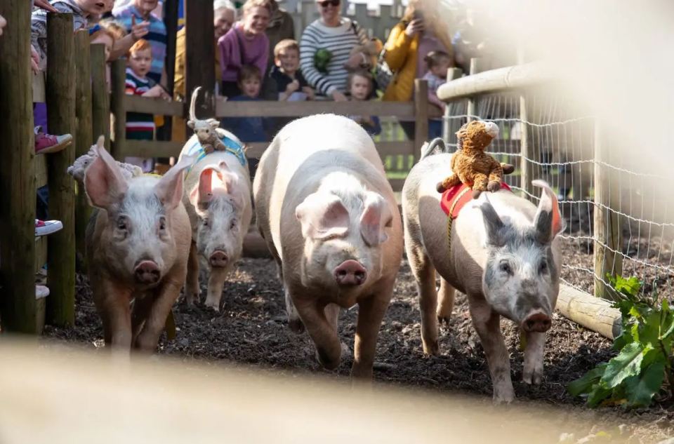 Piglet racing is one of the main attractions at West Lodge Farm Park