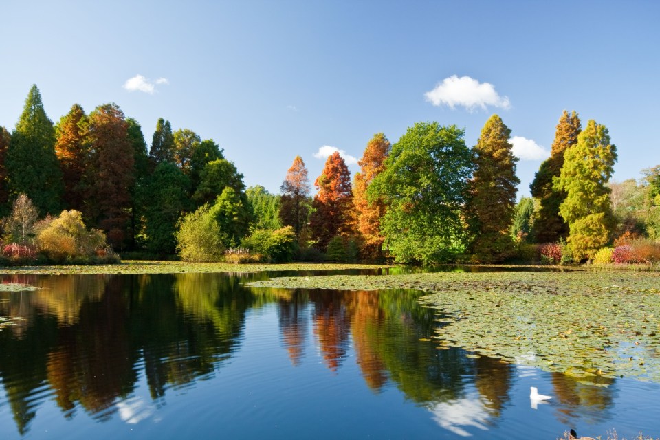 Bedgebury offers the perfect Autumn walk, with all the different trees creating a kaleidoscope of colour