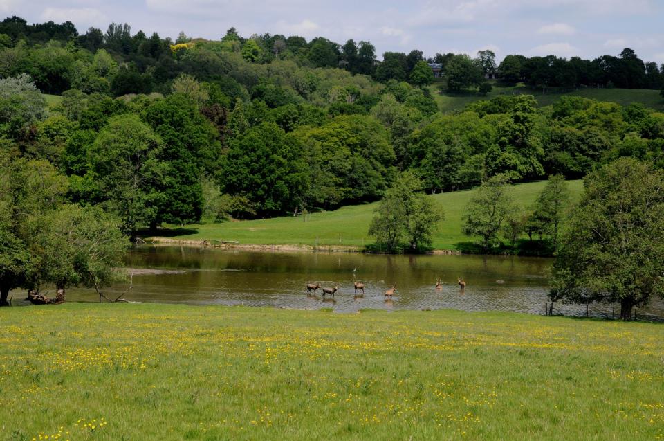 Wadhurst Park is full of wildlife, including deers, storks and even pigs