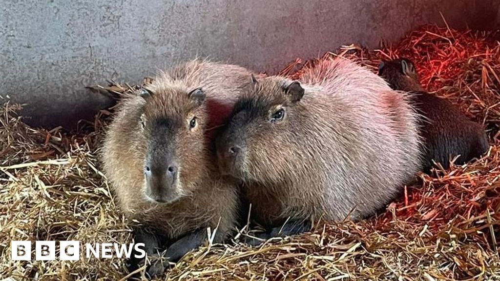 Escaped capybara 'probably living her best life'