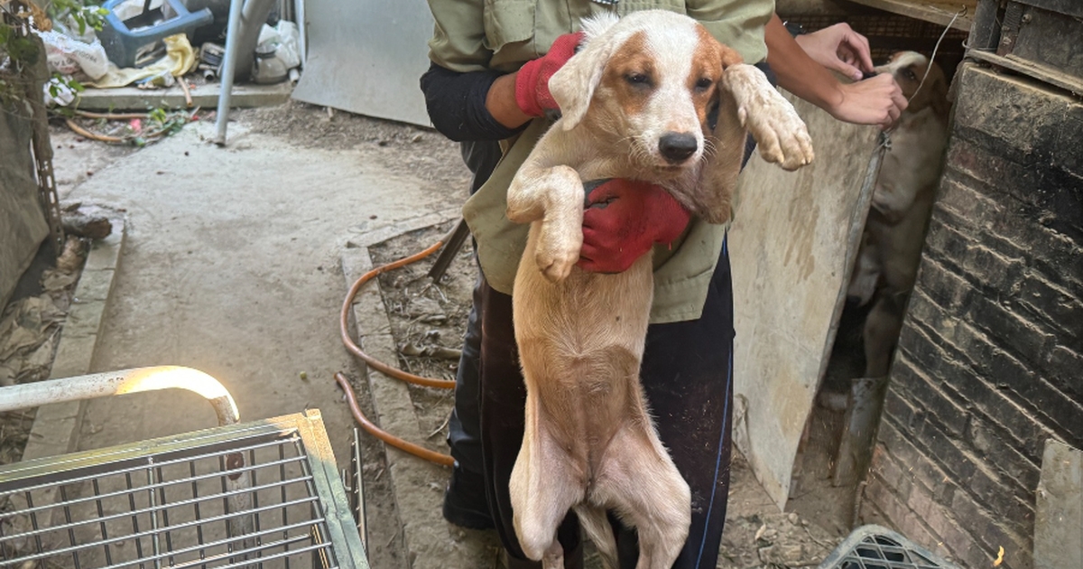 Woman's Dog Butcher Operation Uncovered in Taiwan: Processed 100 Dogs Annually