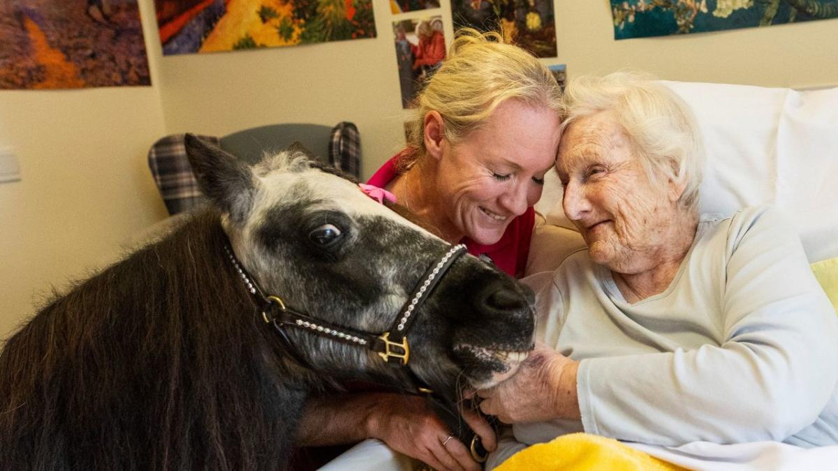 Meet mini ponies touring hospitals and schools to give therapeutic cuddles