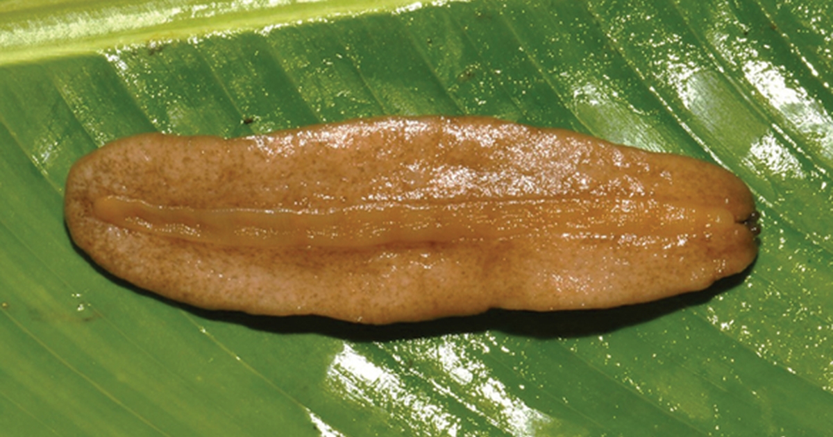 Researchers Uncover Two New Species of Land Slugs