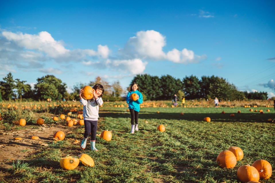 Pumpkin picking is hugely popular in the UK now, coming from the US