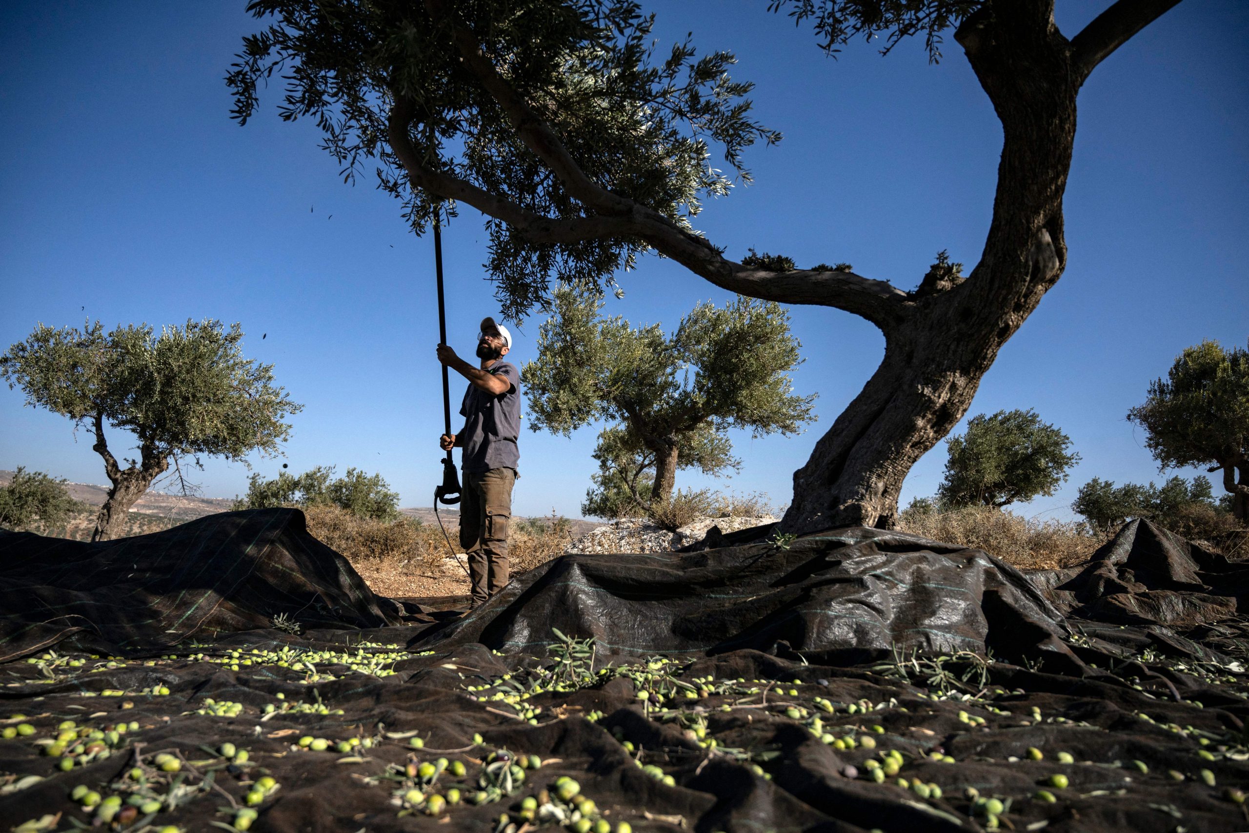 Palestinian olive farmers resist West Bank land grabs