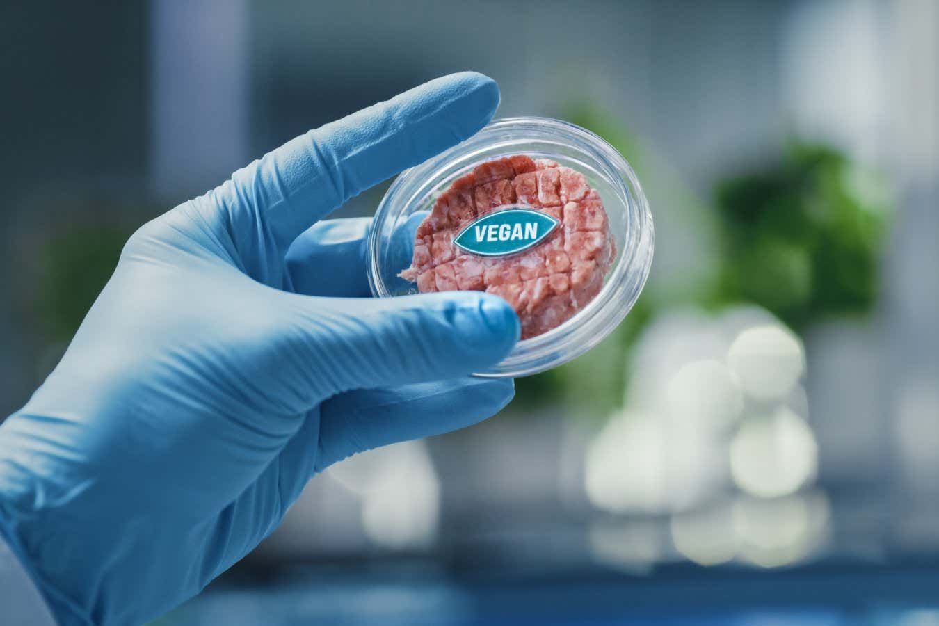 Close up Shot of a Lab-Grown Cultured Vegan Meat Sample Held by the Scientist in Blue Glove. Medical Scientist Working on Plant-Based Beef Substitute for Vegetarians in Modern Food Science Laboratory.; Shutterstock ID 1919496239; purchase_order: -; job: -; client: -; other: -