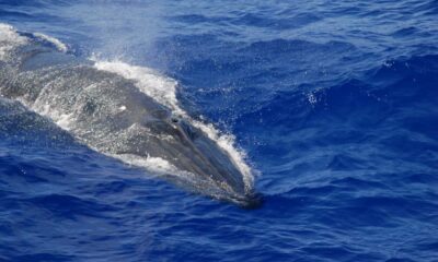 ‘Shazam for whales’ uses AI to track sounds heard in Mariana Trench