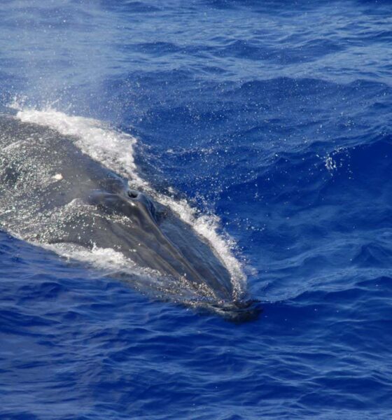 ‘Shazam for whales’ uses AI to track sounds heard in Mariana Trench