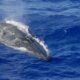 ‘Shazam for whales’ uses AI to track sounds heard in Mariana Trench