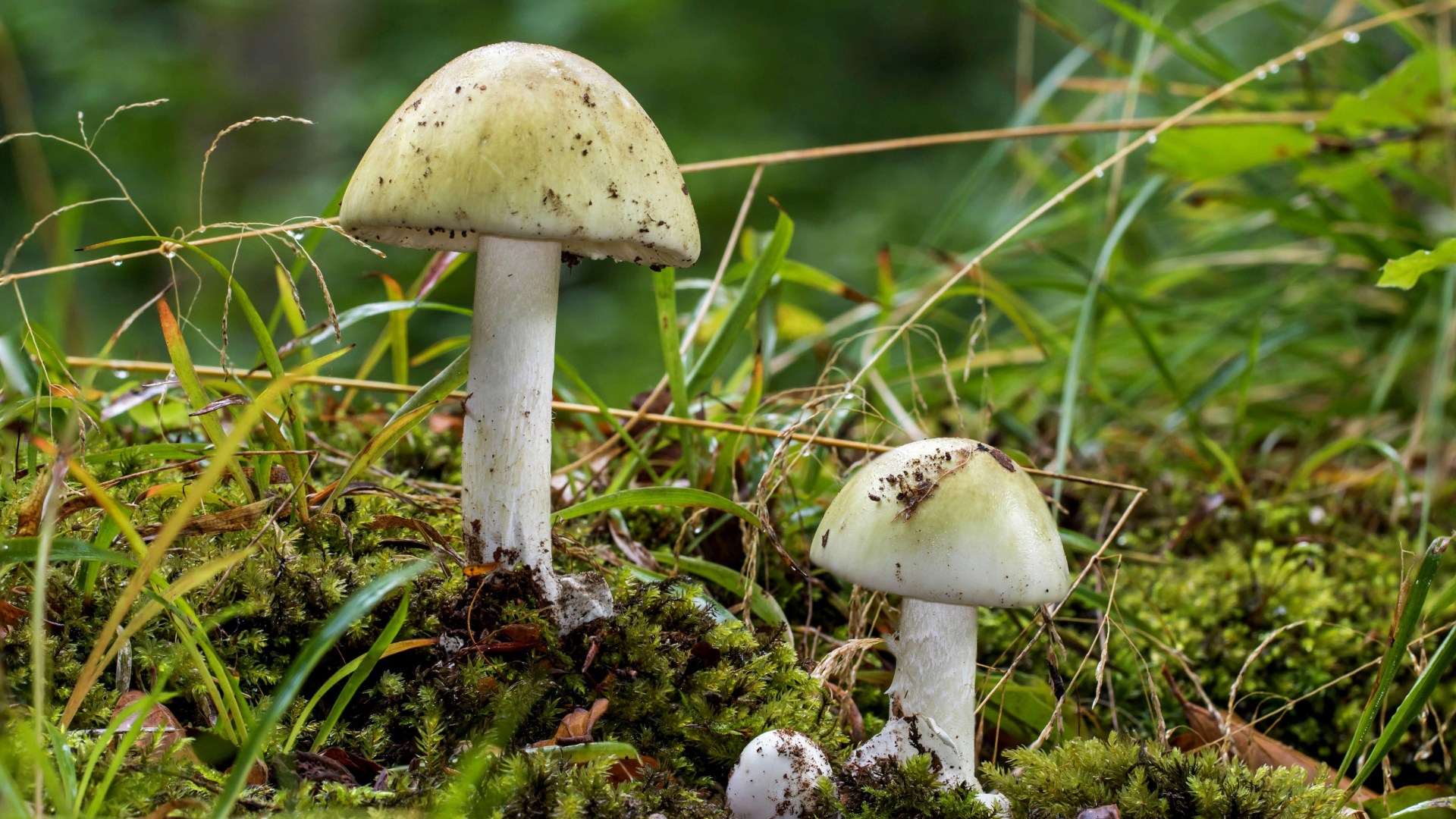 Britain braces for ‘deadly FUNGUS invasion’ as mushrooms so poisonous a mouthful could kill you spring up in UK soil