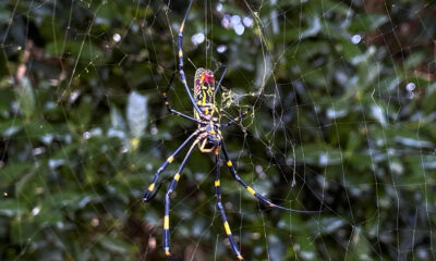 Giant "flying" Joro spiders love big cities. A new study found their ability to chill out in stressful situations may be why