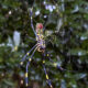 Giant "flying" Joro spiders love big cities. A new study found their ability to chill out in stressful situations may be why