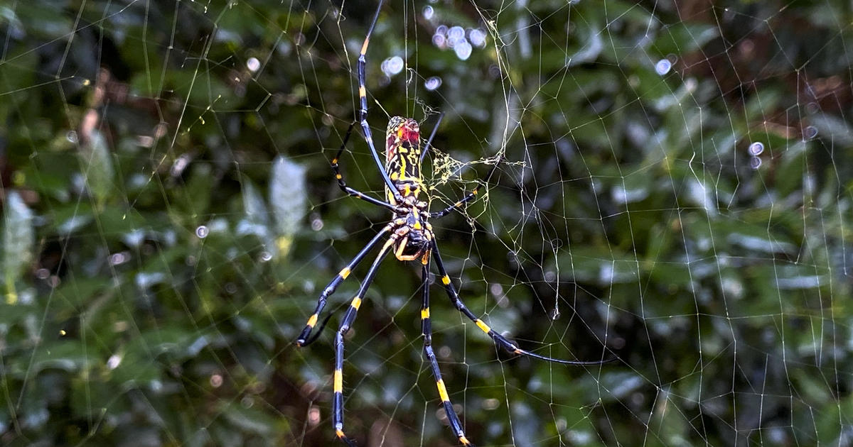 Giant "flying" Joro spiders love big cities. A new study found their ability to chill out in stressful situations may be why