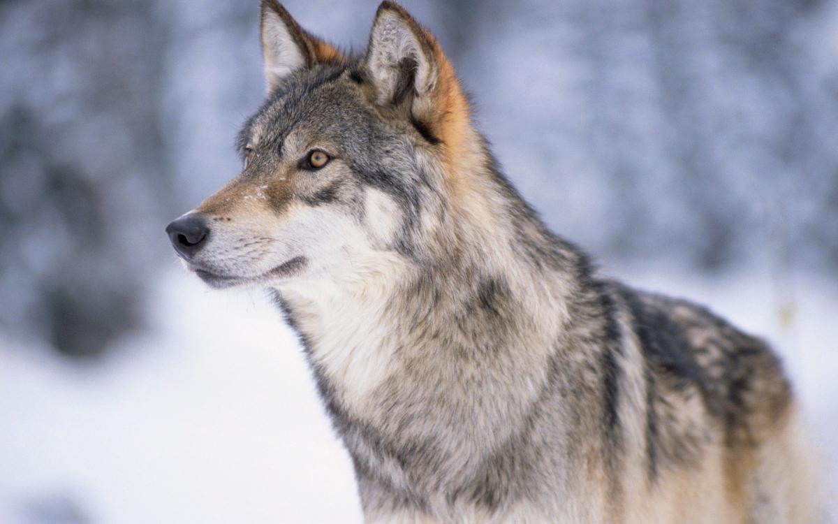 Man hits wolf with snowmobile, tapes its mouth shut and takes it to bar – and none of it is illegal