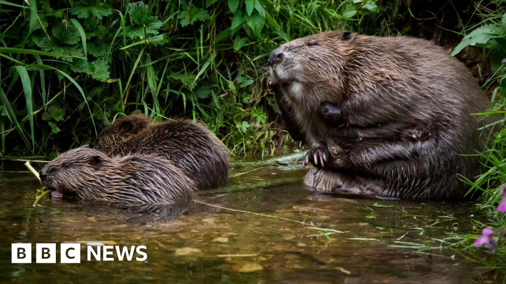 Call to make beaver boom official