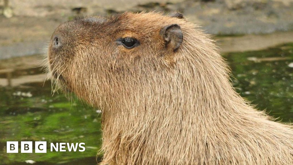 Telford capybara 'startled by mower near open gate' now OK