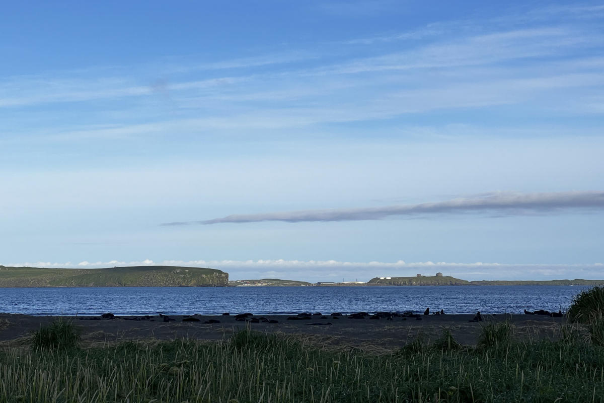 Why an Alaska island is using peanut butter and black lights to find a rat that might not exist