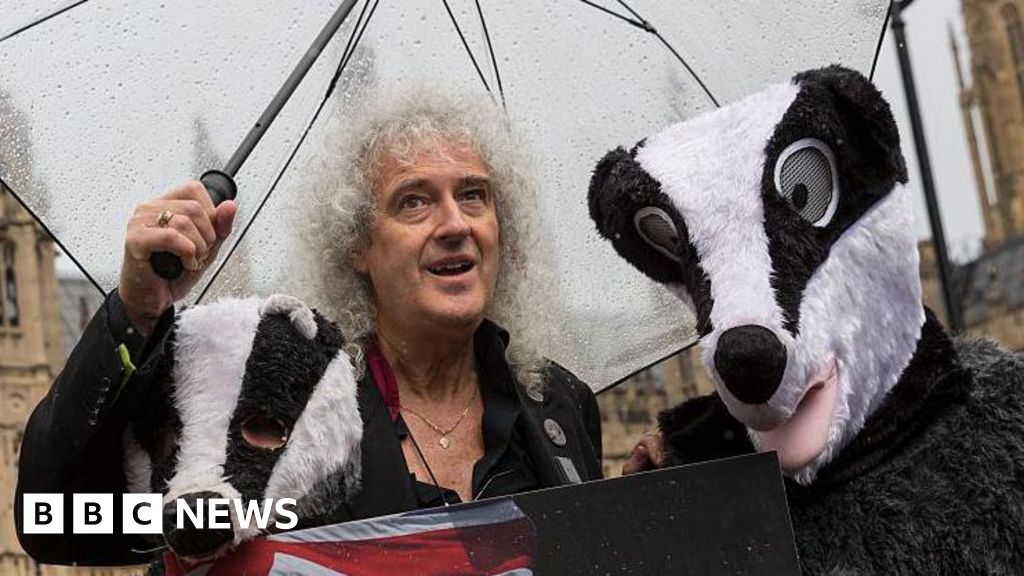 Queen's Brian May leads bovine TB research to end badger culling