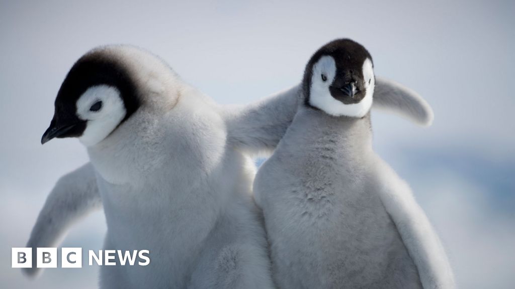 Penguin chicks miraculously survive tearaway iceberg