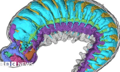 X-rays reveal half-billion-year-old insect ancestor