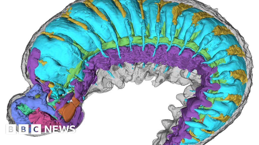 X-rays reveal half-billion-year-old insect ancestor