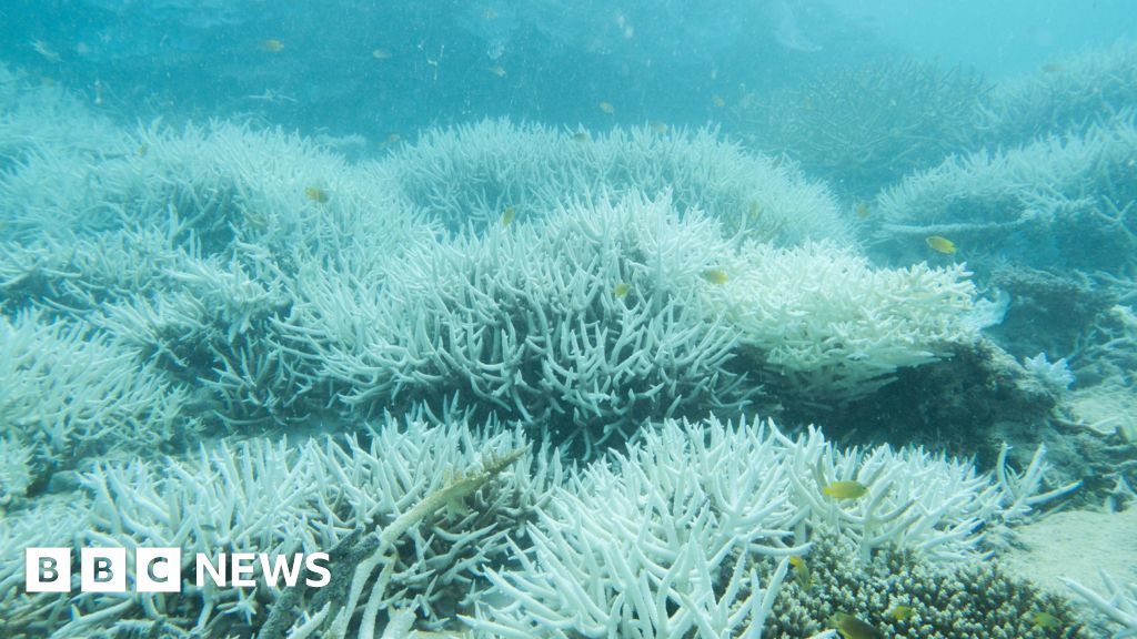 Coral samples show Great Barrier Reef ‘in danger’