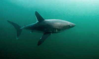 It's a shark eat shark world. Researchers find evidence that large sharks may be hunting each other.